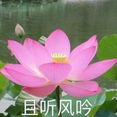 绝对求生无双战甲手游下载